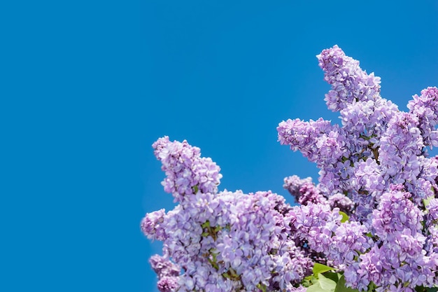 Paarse lila bloemen tegen de blauwe lucht op een zonnige lentedag Ansichtkaart met lentebloemen