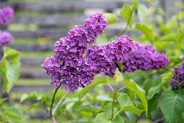 Paarse lila bloementak op een groene achtergrond, natuurlijke lenteachtergrond, zachte selectieve focus