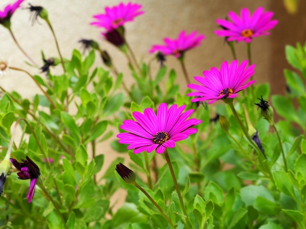 Paarse lila madeliefjes in de tuin