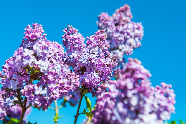 Paarse lila tak in het voorjaar tegen blauwe hemel.