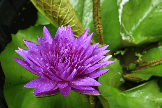 Paarse lotus bloeit in pond.