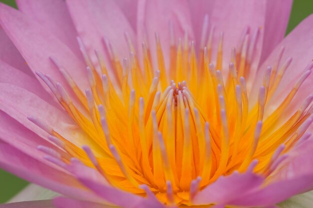 Paarse lotus close-up shot.