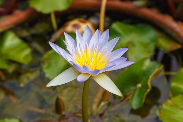 Paarse lotus in de tuin