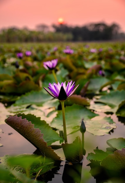 Paarse Lotus met groen blad bloeiend in moeras bij zonsondergang