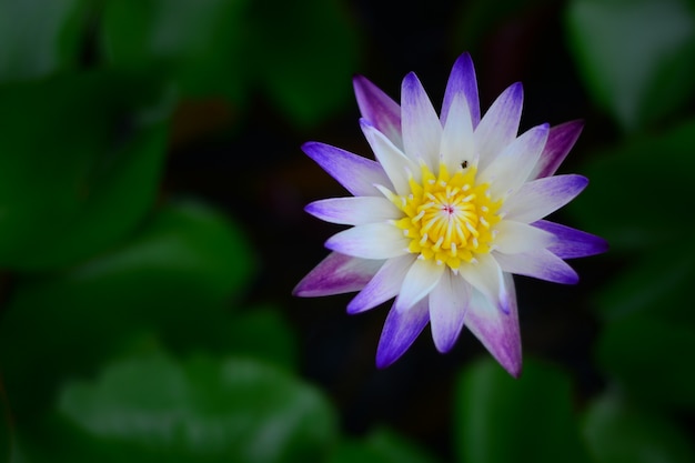 paarse lotus met onscherpe achtergrond