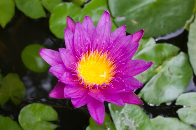 Paarse lotus