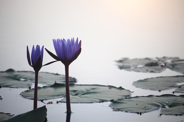 Paarse lotusbloemen bloeien met zonsondergang