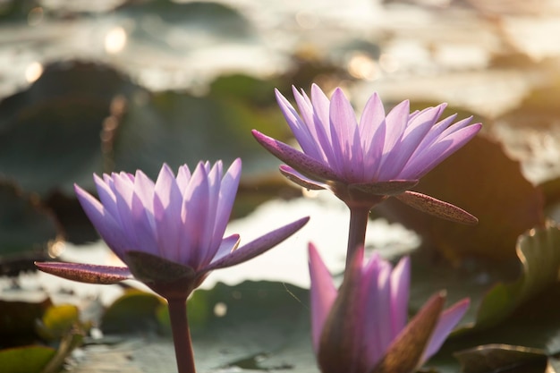 Paarse lotusbloemen bloeien met zonsondergang