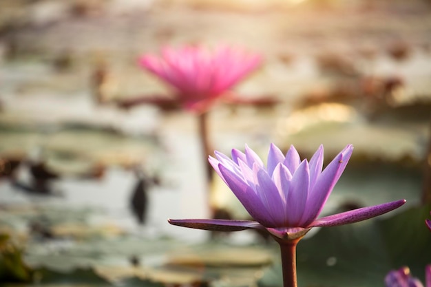 Paarse lotusbloemen bloeien met zonsondergang