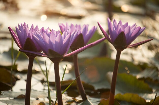 Paarse lotusbloemen bloeien met zonsondergang