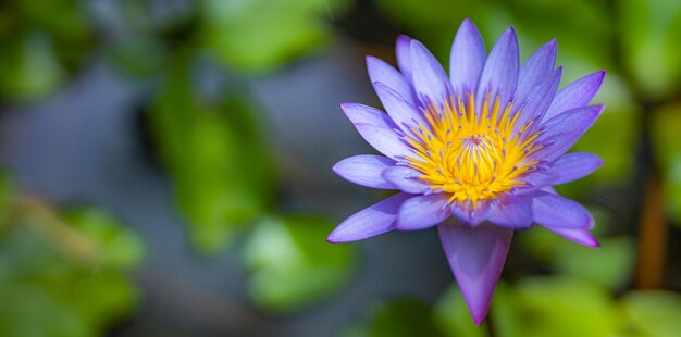 Paarse lotusbloemen in tropische tuinmeervijver Bloemenaard met wazig junglelandschap