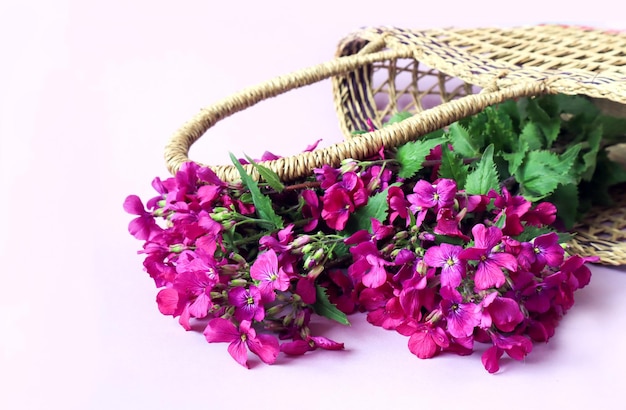 Paarse lunaria-bloemen liggen in een rieten mand op een witte achtergrondruimte voor tekst