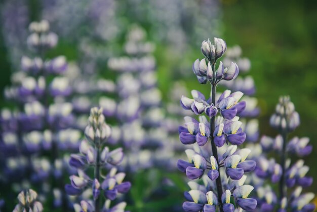 Paarse lupine bloemen groeien in IJsland. Natuurlijke seizoensgebonden achtergrond. Schoonheid wereld.