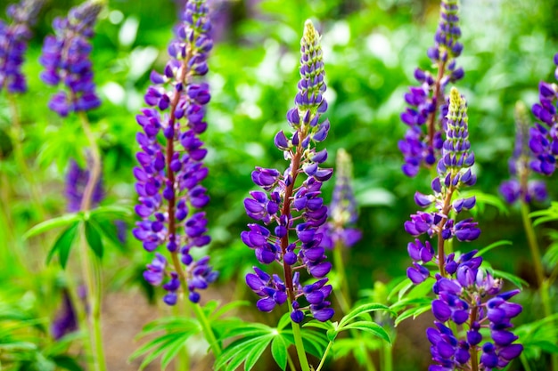 Paarse lupine bloemen in een veld close-up