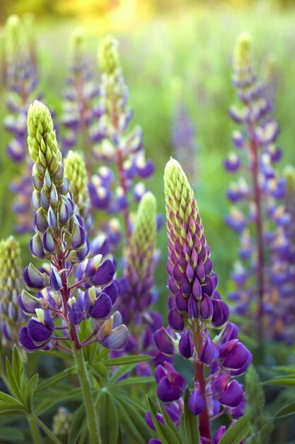 Paarse lupinebloemen bloeien in het veld.