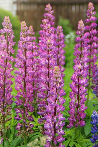 Paarse lupines op groene achtergrond in tuin op zonnige dag