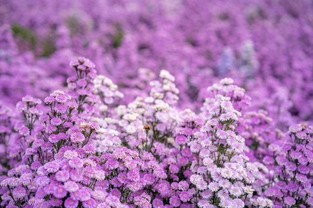 Paarse margaret bloemen veld