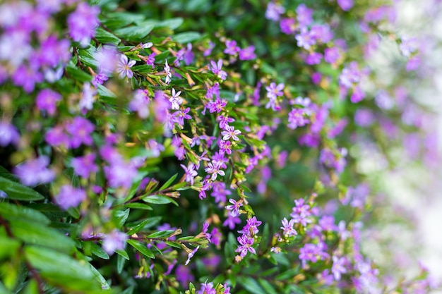 Paarse mini bloemen textuur achtergrond.