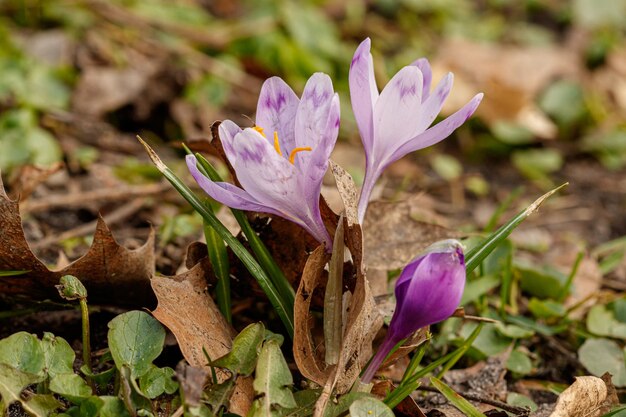 Paarse mooie bloeiende krokussen in het voorjaar tegen de achtergrond van gras