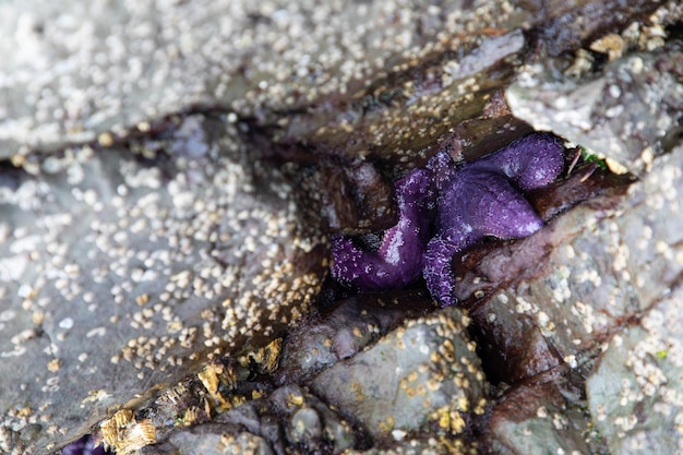 Paarse okergele zeester gevonden in een rotsachtige spleet langs de Golfeilanden, British Columbia, Canada