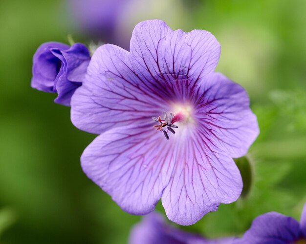 Paarse ooievaarsbek geranium bloem groeit in een botanische tuin op een zonnige dag buiten Close-up van prachtige planten met levendige violette bloemblaadjes bloeien en bloeien in het voorjaar in een weelderige omgeving