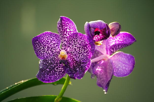 Foto paarse orchidee bloemen close-up foto ochtend dauw in de grote bloemblaadjes tegen zachte geelachtige bokeh achtergrond