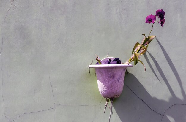 Paarse orchidee in de bloempot, op de vintage grijze muur