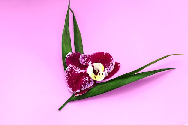 Paarse orchidee met greens op een roze achtergrond. ruimte voor tekst