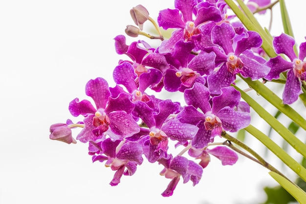 Paarse orchidee, Mokara, Vanda.