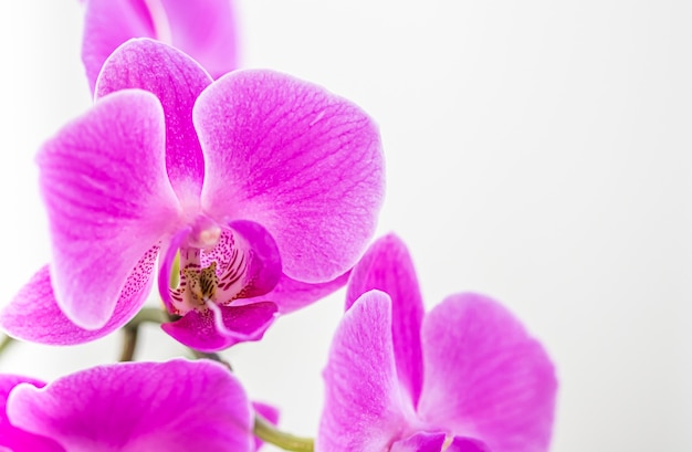 Paarse orchidee phalaenopsis bloem op witte achtergrond