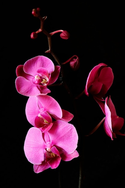 Paarse orchideebloem phalaenopsis, phalaenopsis of falah tegen zwart