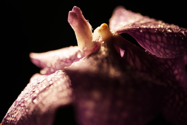 Paarse orchideebloem