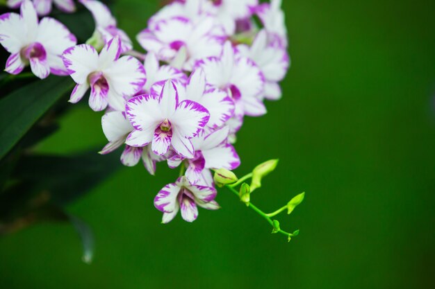 Paarse orchideeën in de tuin