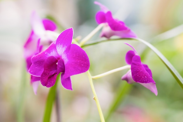 Paarse orchideeën in een tropisch bos