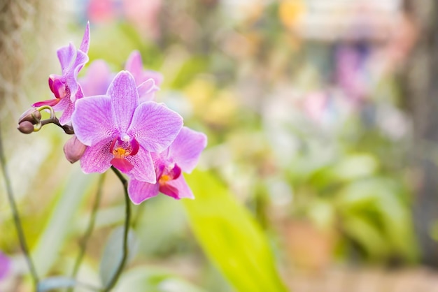 Paarse orchideeën in een tropisch bos