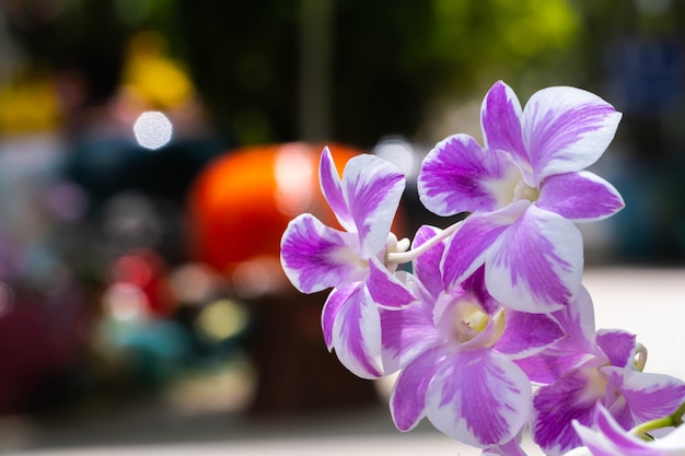 Paarse orchideeën op straat