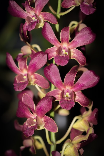 paarse orchideeën van Dendrobium