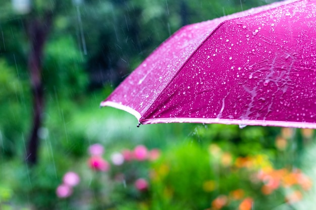 Paarse paraplu onder de zomerregen op de achtergrond van een groene tuin