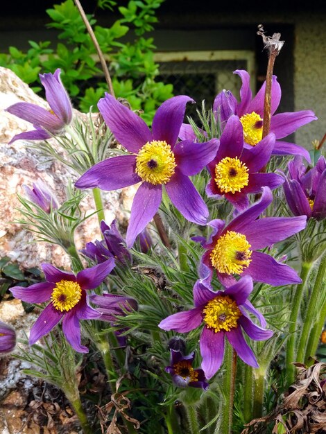 Paarse pasquebloemen (Pulsatilla vulgaris)