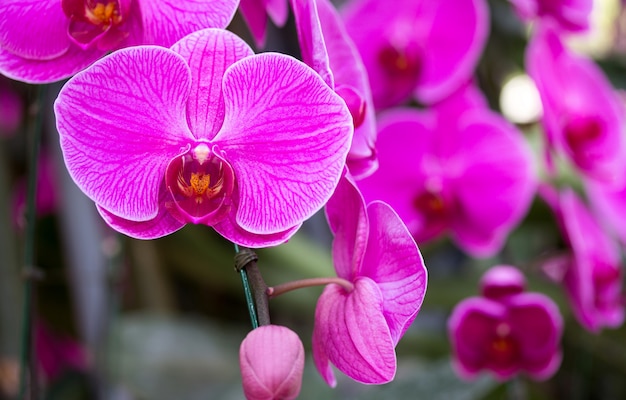 Paarse phalaenopsis orchideebloem