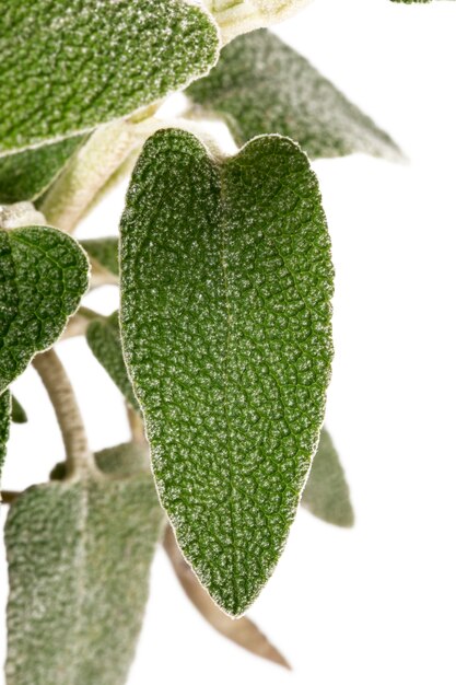 Paarse Phlomis (Phlomis purpurea)