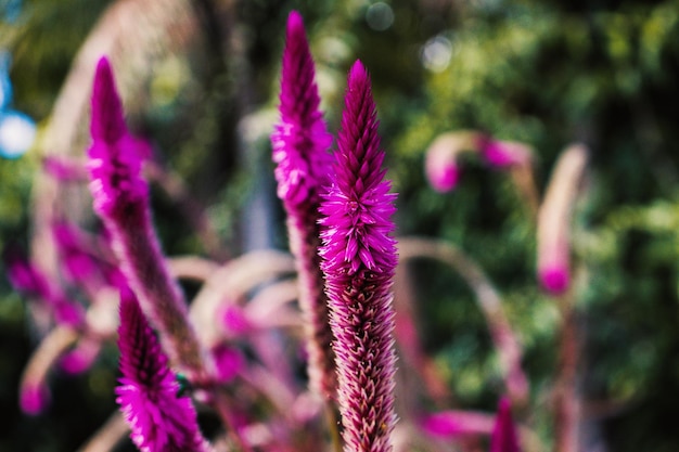 Foto paarse plant in een tuin