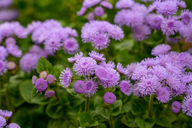 Paarse pluizige bloemen van ageratum op een zonnige zomerdag macrofotografie.