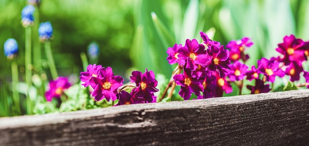 Paarse primula-bloemen op verhoogd bloembed in de lentetuin