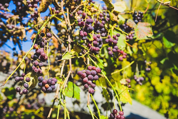 Paarse rijpe druiven in de buurt van het huis. Wijn maken. Herfstdag op boerenerf. Oogst tijd. Ecologisch fruit voor veganisten. Gele bladeren in de zonnestralen.