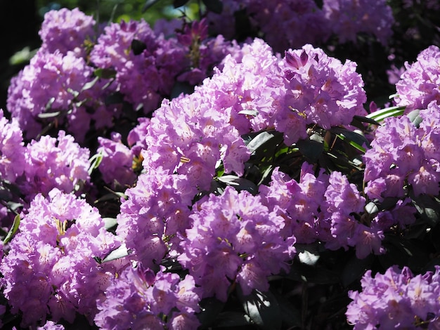 Paarse rododendron bloeit in fel licht