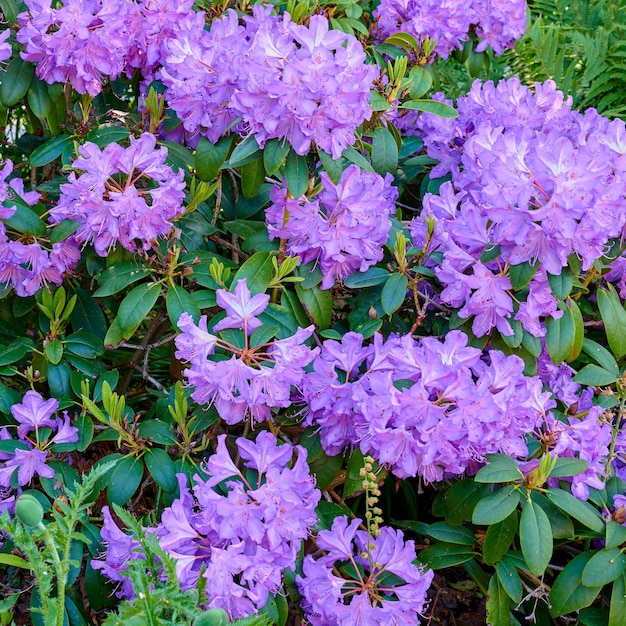 Paarse rododendron groeit in een bloembed in een achtertuin of tuin van bovenaf Violette planten bloeien bloeiend en bloeiend in een park in de zomer Flora in zijn natuurlijke omgeving in de natuur