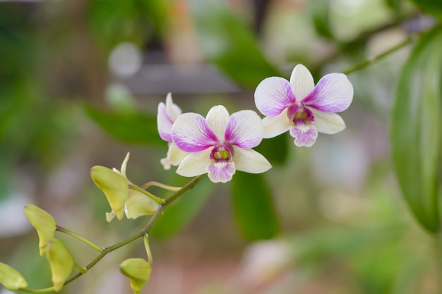 Paarse, roze takorchidebloemen, Orchidaceae, Phalaenopsis
