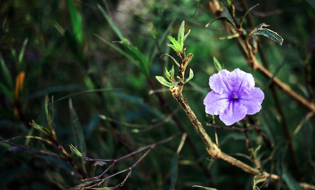 Paarse Ruellia tuberosa bloem mooie bloeiende bloem groene blad achtergrond Lente groeit paars