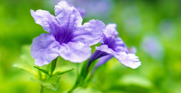 Paarse Ruellia tuberosa bloem mooie bloeiende bloem groene blad achtergrond